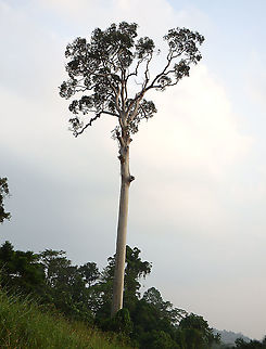 Tualang Tree - Koompassia excelsa  Geotagged,Koompassia excelsa,Malaysia,Summer