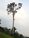 Tualang Tree - Koompassia excelsa  Geotagged,Koompassia excelsa,Malaysia,Summer