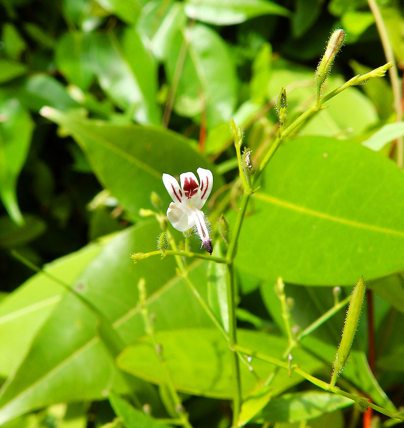 Green Chireta - Andrographis paniculata Lembeh Island.<br />
With my obvious paeridolia I see a little mand sitting down with his hands up :-) Andrographis paniculata,Geotagged,Indonesia,Spring