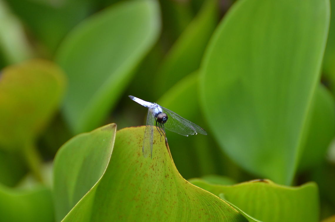 Blue_Dasher - Brachydiplax chalybea  Brachydiplax chalybea,Fall,Geotagged,Malaysia