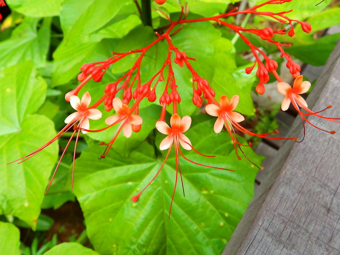 Pagoda Flower - Clerodendrum paniculatum  Clerodendrum paniculatum,Geotagged,Malaysia,Pagoda Flower,Summer