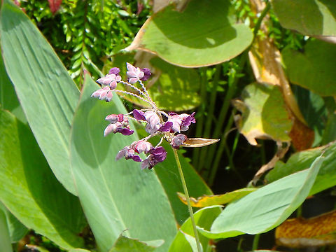 Powdery alligator flag - Thalia dealbata Sepilok, Sabah (Malaysia; Island of Borneo) Geotagged,Malaysia,Summer,Thalia dealbata