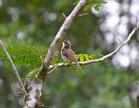 Yellow-Vented Bulbul - Pycnonotus goiavier Sepilok (Sabah, Malaysia; Borneo) Geotagged,Malaysia,Pycnonotus goiavier,Summer,Yellow-vented Bulbul