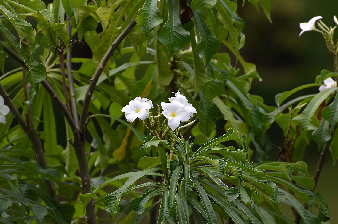 Plumeria pudica Not a native plant. Seen in a garden. Sepilok (Sabah, Malaysia; Borneo)  Geotagged,Malaysia,Plumeria pudica,Summer
