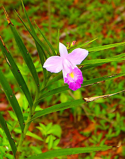 Bamboo Orchid - Arundina graminifolia Sepilok (Sabah, Malaysia; Borneo)  Arundina graminifolia,Bamboo orchid,Fall,Geotagged,Malaysia