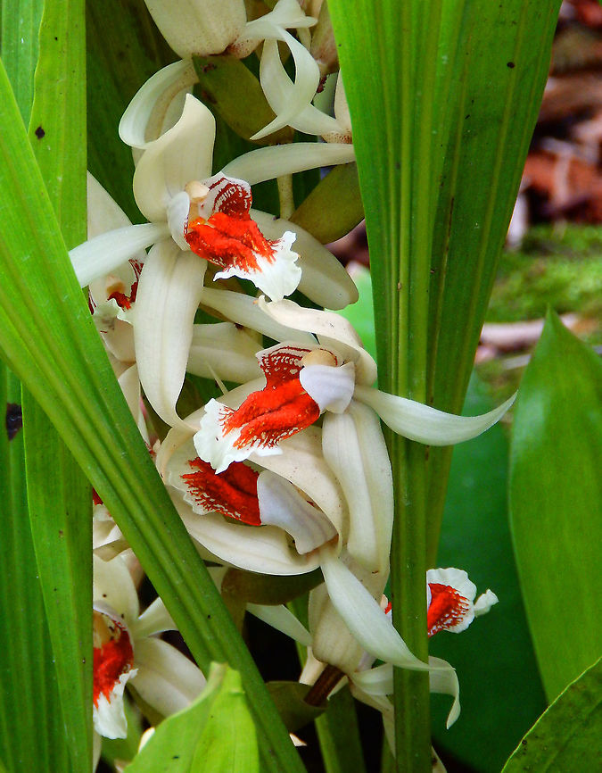 Coelogyne asperata Orchid Sepilok (Sabah, Malaysia; Borneo)  Coelogyne asperata,Geotagged,Malaysia,Summer