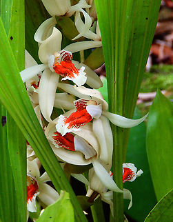 Coelogyne asperata Orchid Sepilok (Sabah, Malaysia; Borneo)  Coelogyne asperata,Geotagged,Malaysia,Summer