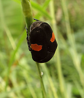 Flower Chaffer - Clinteria atra Sepilok, Discovery Center Trails (Sabah, Malaysia; Borneo)         Beetle Clinteria atra,Clinteria atra,Fall,Geotagged,Malaysia