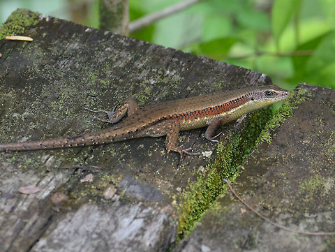 Common Sun Skink - Eutropis multifasciata Sepilok (Sabah, Malaysia; Borneo)  East Indian Brown Mabuya,Eutropis multifasciata,Fall,Geotagged,Malaysia