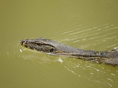 Asian Water Monitor - Varanus salvator Sepilok (Sabah, Malaysia; Borneo)     Geotagged,Malaysia,Summer,Varanus salvator,Water monitor