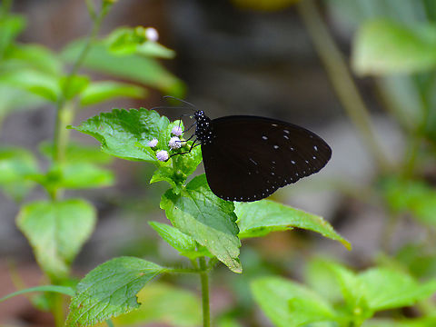 Striped Blue Crow - Euploea mulciber Sepilok (Sabah, Malaysia; Borneo)  Euploea mulciber,Fall,Geotagged,Malaysia,Striped Blue Crow