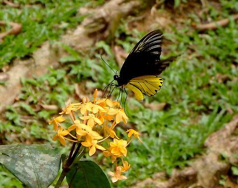 Common Birdwing - Troides helena Sepilok (Sabah, Malaysia; Borneo)  Common Birdwing,Geotagged,Malaysia,Summer,Troides helena