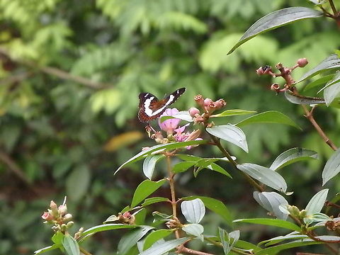 Commander -Moduza procris agnata Sepilok (Sabah, Malaysia; Borneo)  Commander,Geotagged,Malaysia,Moduza procris,Summer