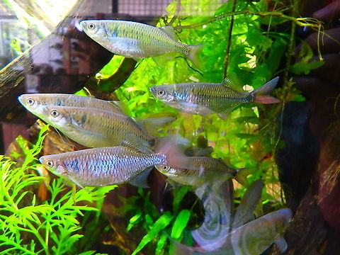 Everretts Dumpis - Nematabramis everetti Shown in an aquarium in Sepilok's rehabilitation center for the sun bears. 
Endemic to Sabah. Fall,Geotagged,Malaysia,Nematabramis everetti