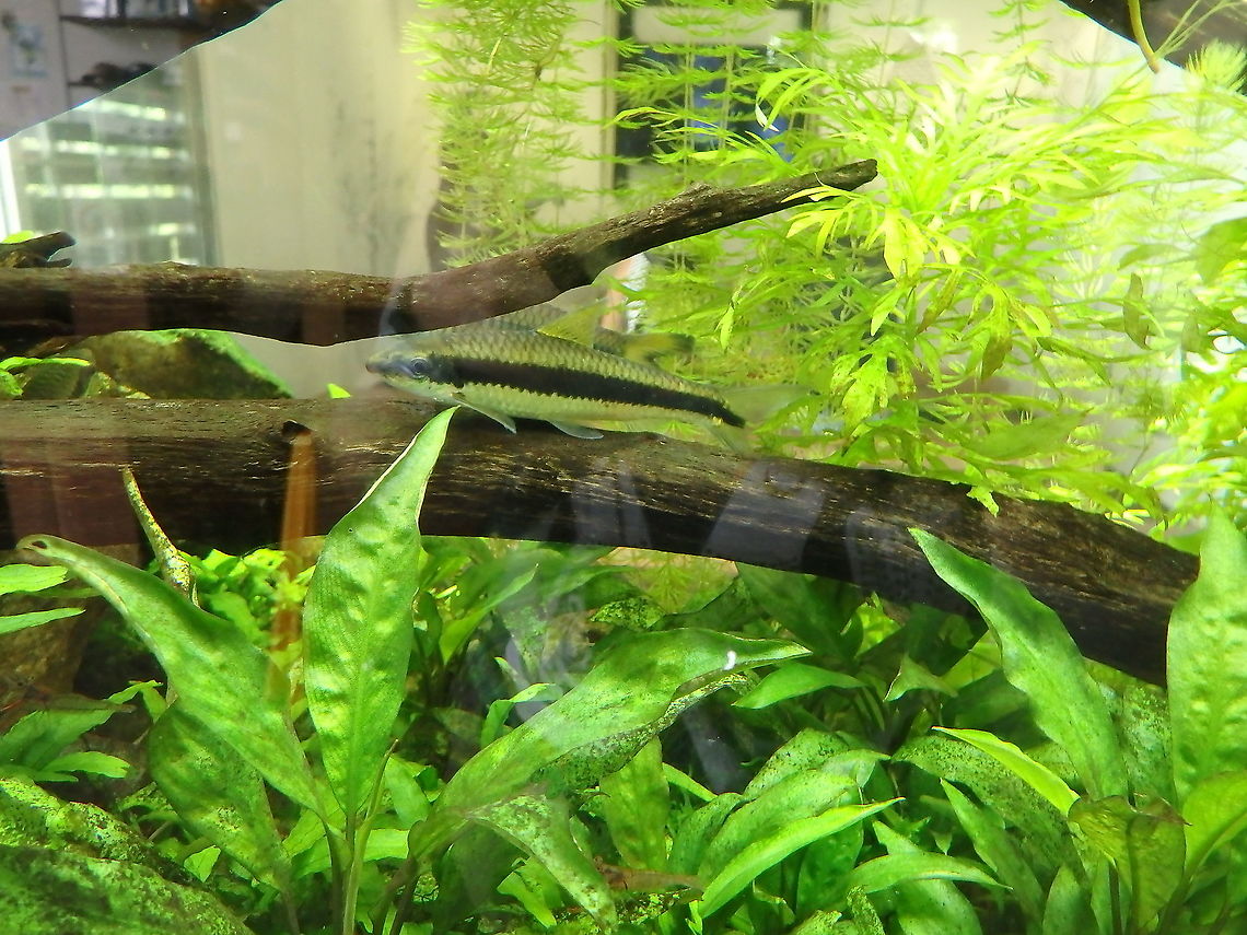 Siamese Algae Eater - Crossocheilus langei Same place as the other fishes.<br />
A species also endemic of Malaysia and Sumatra. Crossocheilus langei,Fall,Geotagged,Malaysia