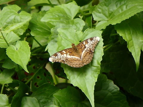 Knight Butterfly - Lebadea martha Sepilok (Sabah, Malaysia; Borneo)  Geotagged,Knight,Lebadea martha,Malaysia,Summer