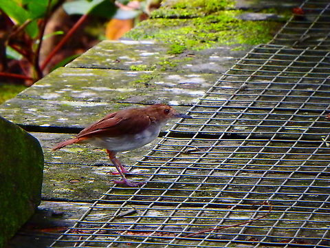 Ferruginous babbler - Trichastoma bicolor Sepilok (Sabah, Malaysia; Borneo)  Fall,Ferruginous babbler,Geotagged,Malaysia,Trichastoma bicolor