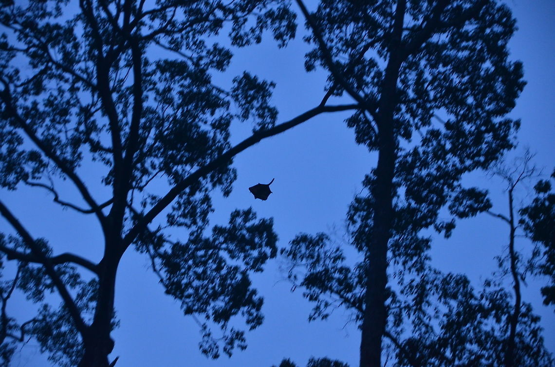Red-Giant Flying Squirrels - Petaurista petaurista They are nocturnal so we could only see their jumps at night. This pic is made by hubby inside Sepilok' s Orangutan Rehabilitation Center. Fall,Geotagged,Malaysia,Petaurista petaurista,Red giant flying squirrel