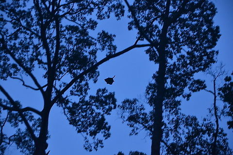 Red-Giant Flying Squirrels - Petaurista petaurista They are nocturnal so we could only see their jumps at night. This pic is made by hubby inside Sepilok' s Orangutan Rehabilitation Center. Fall,Geotagged,Malaysia,Petaurista petaurista,Red giant flying squirrel