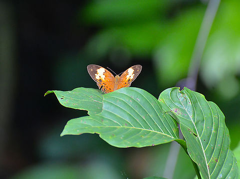 Rustic - Cupha erymanthis  Cupha erymanthis,Fall,Geotagged,Malaysia,Rustic