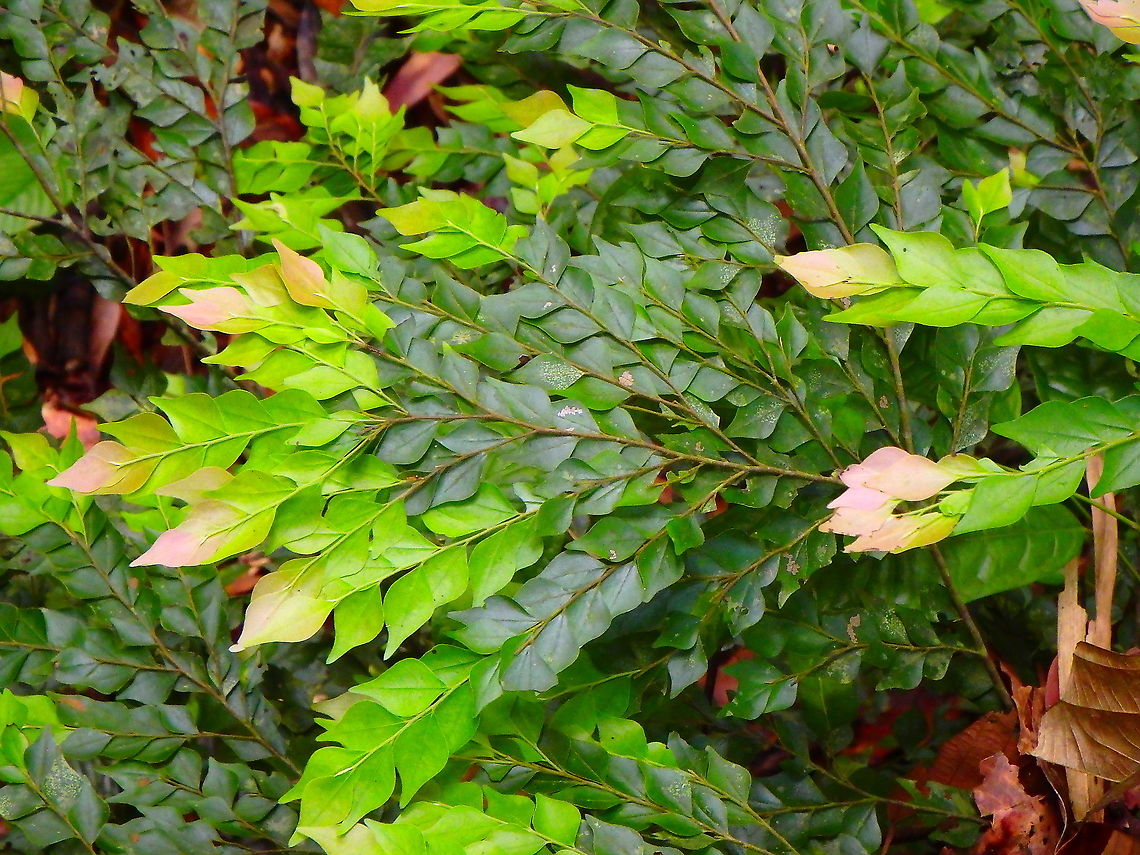 Blume - Diospyros buxifolia  Diospyros buxifolia,Fall,Geotagged,Malaysia