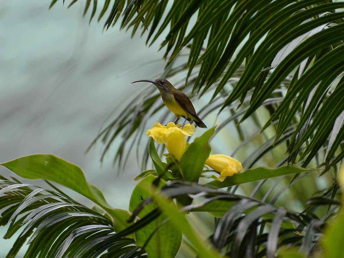 Little Spiderhunter -Arachnothera longirostra  Arachnothera longirostra,Fall,Geotagged,Little spiderhunter,Malaysia