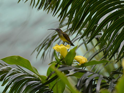 Little Spiderhunter -Arachnothera longirostra  Arachnothera longirostra,Fall,Geotagged,Little spiderhunter,Malaysia