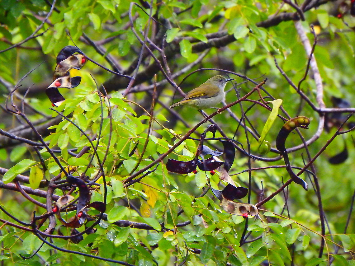 Plain Sunbird - Anthreptes simplex  Anthreptes simplex,Fall,Geotagged,Malaysia,Plain sunbird