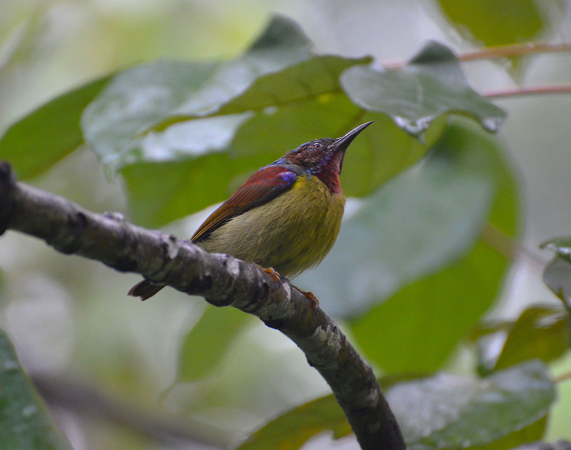 Red-throated Sun Bird - Anthreptes rhodolaemus (male)  Anthreptes rhodolaemus,Fall,Geotagged,Malaysia,Red-throated sunbird