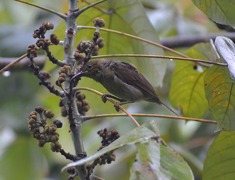 Red-Throated Sun Bird - Anthreptes rhodolaemus female  Anthreptes rhodolaemus,Fall,Geotagged,Malaysia,Red-throated sunbird