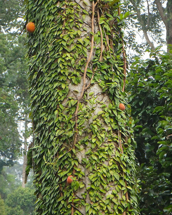 Beard of Jupiter - Ficus barba-jovis        Beard of Jupiter,Fall,Ficus barba-jovis,Geotagged,Malaysia