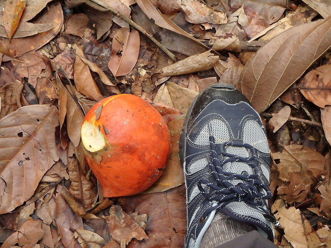 Beard of Jupiter- Ficus barba-jovis Detail of a big fig fruit, fallen from the tree. Beard of Jupiter,Fall,Ficus barba-jovis,Geotagged,Malaysia