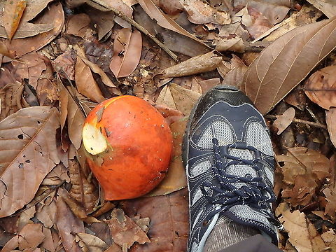 Beard of Jupiter- Ficus barba-jovis Detail of a big fig fruit, fallen from the tree. Beard of Jupiter,Fall,Ficus barba-jovis,Geotagged,Malaysia