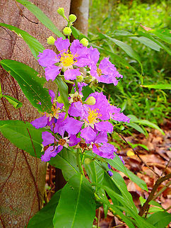 Giant crape myrtle - Lagerstroemia speciosa In the trails of the Discovery Center (tropical forest space) in Sepilok, Sabah.
A nice looking plant with anti-diabetic properties:
https://ijpsr.com/bft-article/a-review-on-lagerstroemia-speciosa/?view=fulltext      Fall,Geotagged,Lagerstroemia speciosa,Malaysia