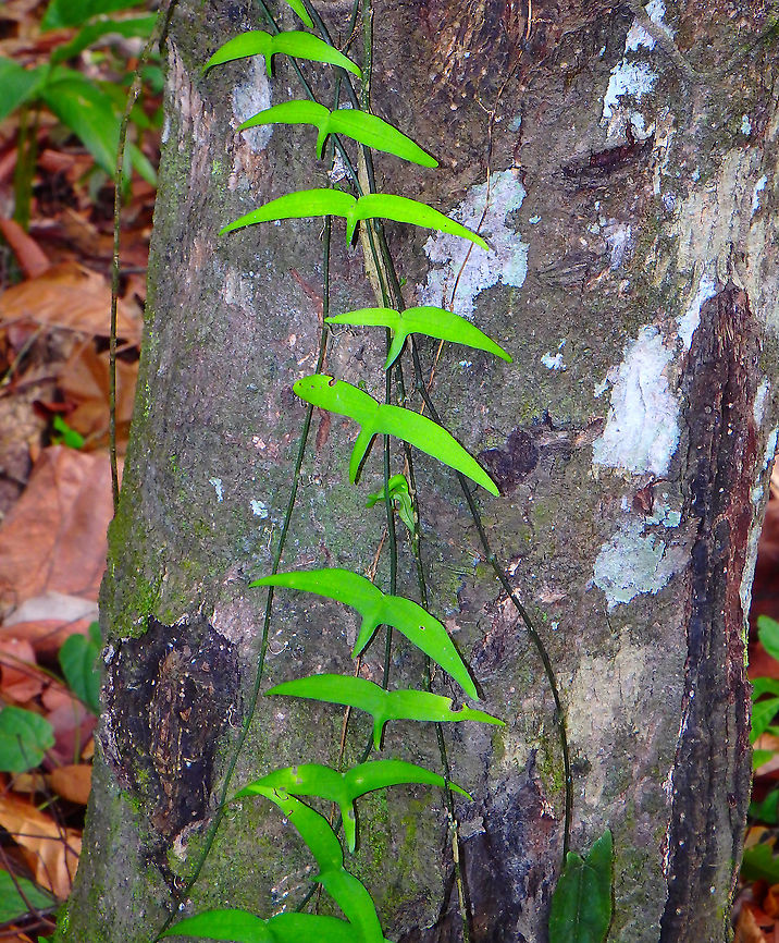 Adenia cordifolia  Adenia cordifolia,Climbing Vine Adenia cordifolia,Fall,Geotagged,Malaysia