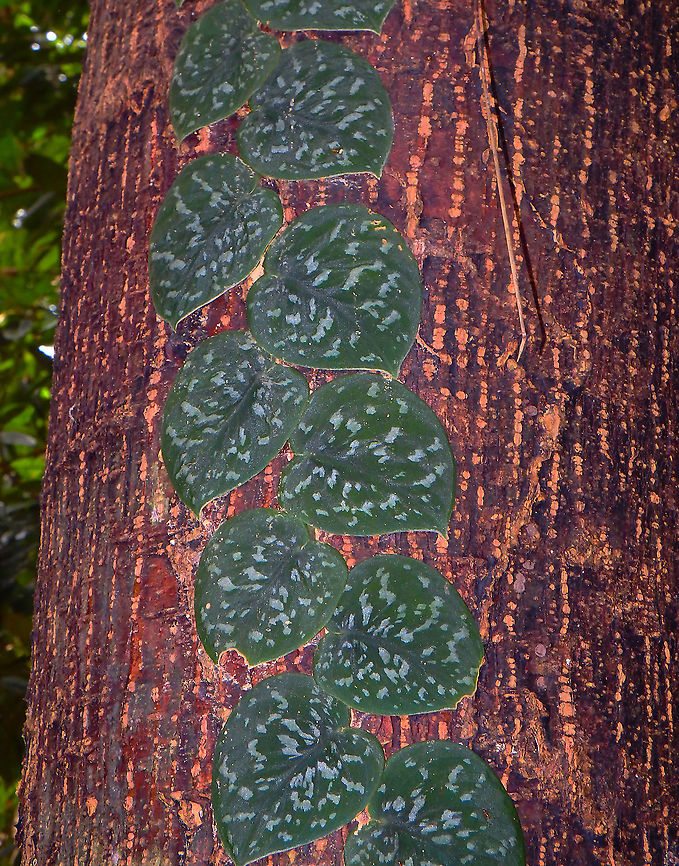 Satin pothos - Scindapsus pictus   Fall,Geotagged,Malaysia,Scindapsus pictus