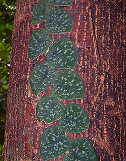 Satin pothos - Scindapsus pictus   Fall,Geotagged,Malaysia,Scindapsus pictus