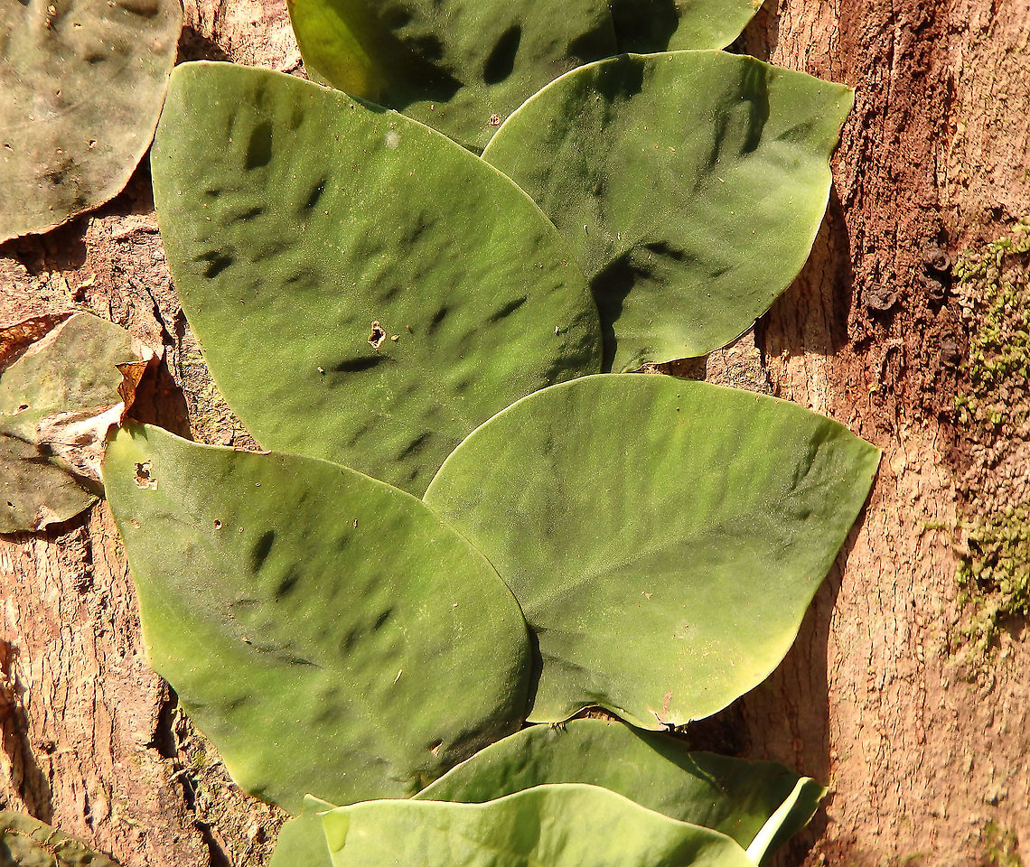 Climbing Vine - Rhaphidophora celatocaulis  Fall,Geotagged,Malaysia,Rhaphidophora celatocaulis,Shingle plant