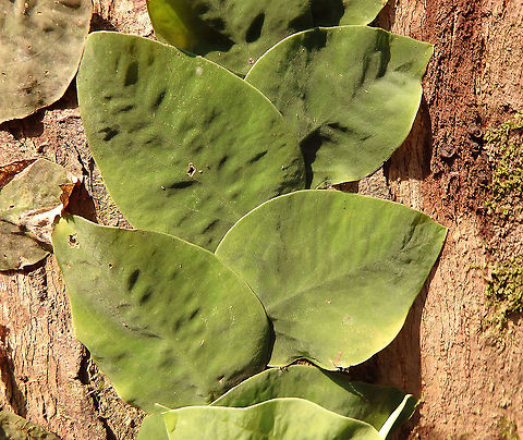Climbing Vine - Rhaphidophora celatocaulis  Fall,Geotagged,Malaysia,Rhaphidophora celatocaulis,Shingle plant