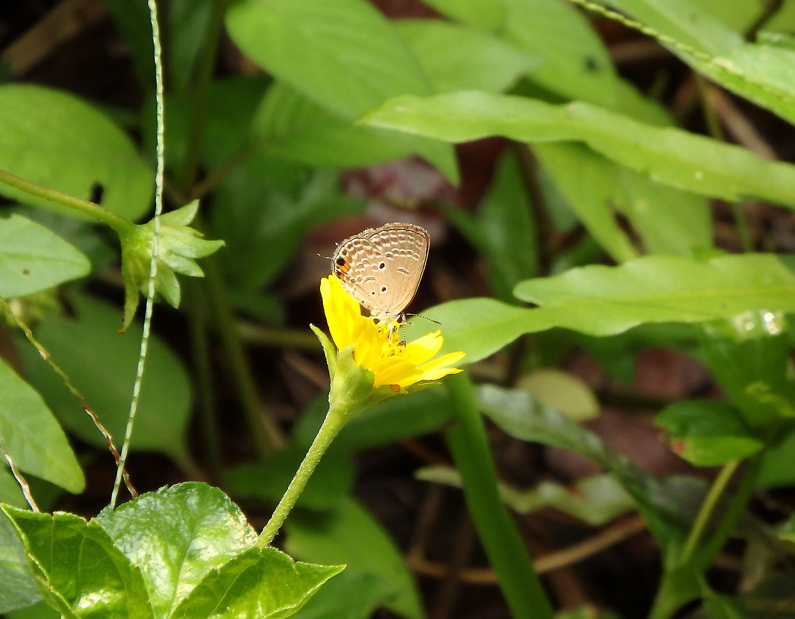 Cycad Blue - Chilades pandava (wings closed)  Chilades pandava,Fall,Geotagged,Malaysia,Plains Cupid