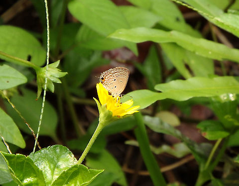 Cycad Blue - Chilades pandava (wings closed)  Chilades pandava,Fall,Geotagged,Malaysia,Plains Cupid