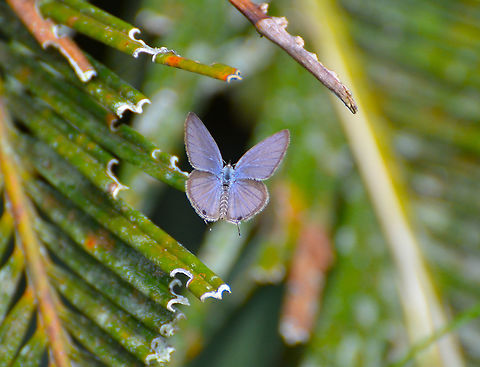 Cycad Blue - Chilades pandava (wings opened)  Chilades pandava,Fall,Geotagged,Malaysia,Plains Cupid