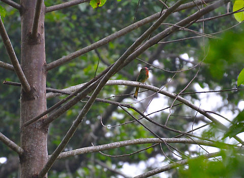 Red-bearded Bee Eeater - Nyctyornis amictus Pretty bird, we also saw it in Tabin, difficult to photograph! Geotagged,Malaysia,Nyctyornis amictus,Red-bearded bee-eater,Summer