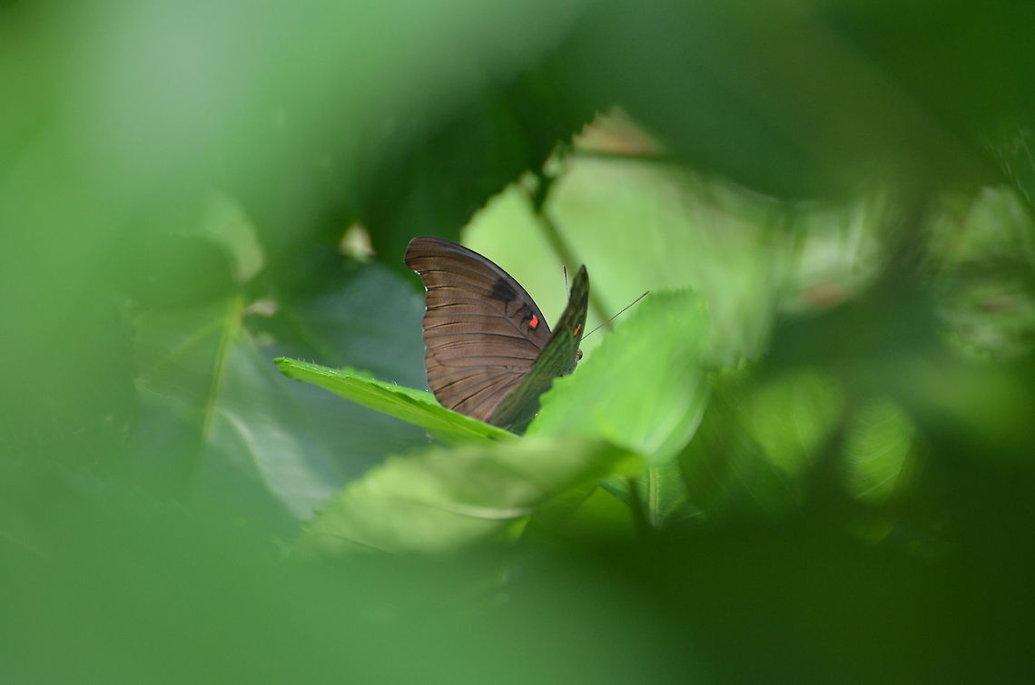 Red-Spot Duke - Euthalia or Dophla evelina  Dophla evelina,Fall,Geotagged,Malaysia,Redspot Duke