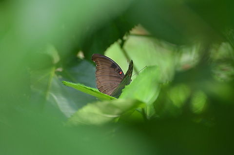 Red-Spot Duke - Euthalia or Dophla evelina  Dophla evelina,Fall,Geotagged,Malaysia,Redspot Duke