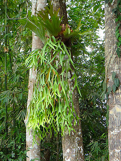 Staghorn Fern - Platycerium coronarium  Geotagged,Malaysia,Platycerium coronarium,Summer
