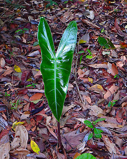 Tiger Taro -Alocasia longiloba Sepilok DC trails Alocasia longiloba,Elephants Ear,Fall,Geotagged,Malaysia