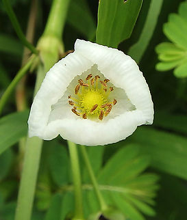 Melon Sword - Echinodorus osiris It was in a pond next to a trail inside the Discovery Center of Sepilok. It may have been cultivated which would explain the plant out of its geographical zone. Echinodorus uruguayensis,Geotagged,Malaysia,Summer