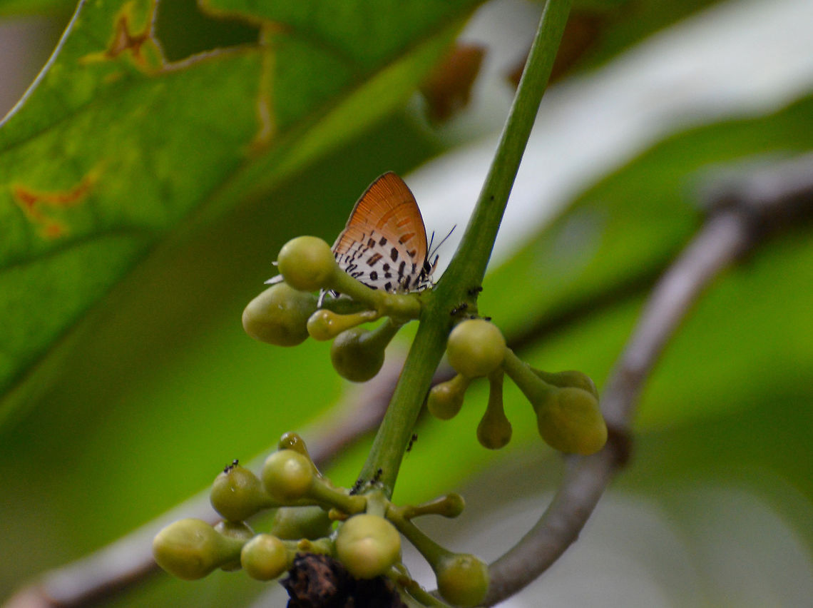 Pygmy Posy - Drupadia rufotaenia  Drupadia rufotaenia,Geotagged,Malaysia,Summer