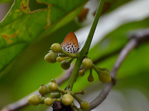Pygmy Posy - Drupadia rufotaenia  Drupadia rufotaenia,Geotagged,Malaysia,Summer